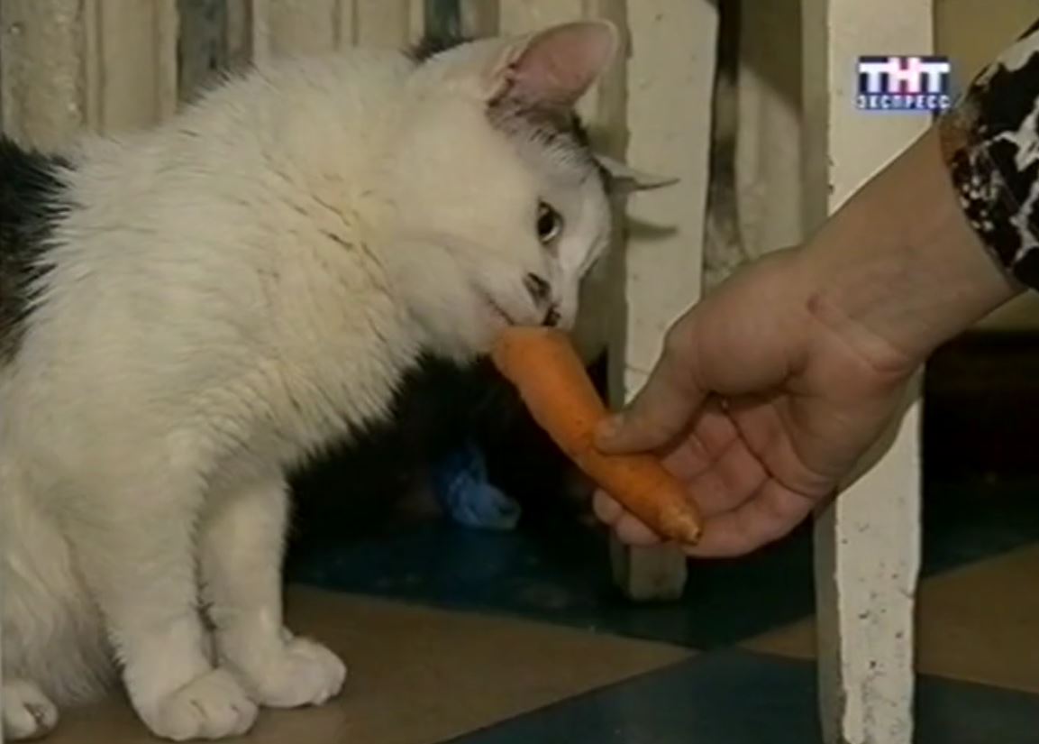 Кот - любитель моркови (Экспресс-новости - 9 февраля 2007 г.)